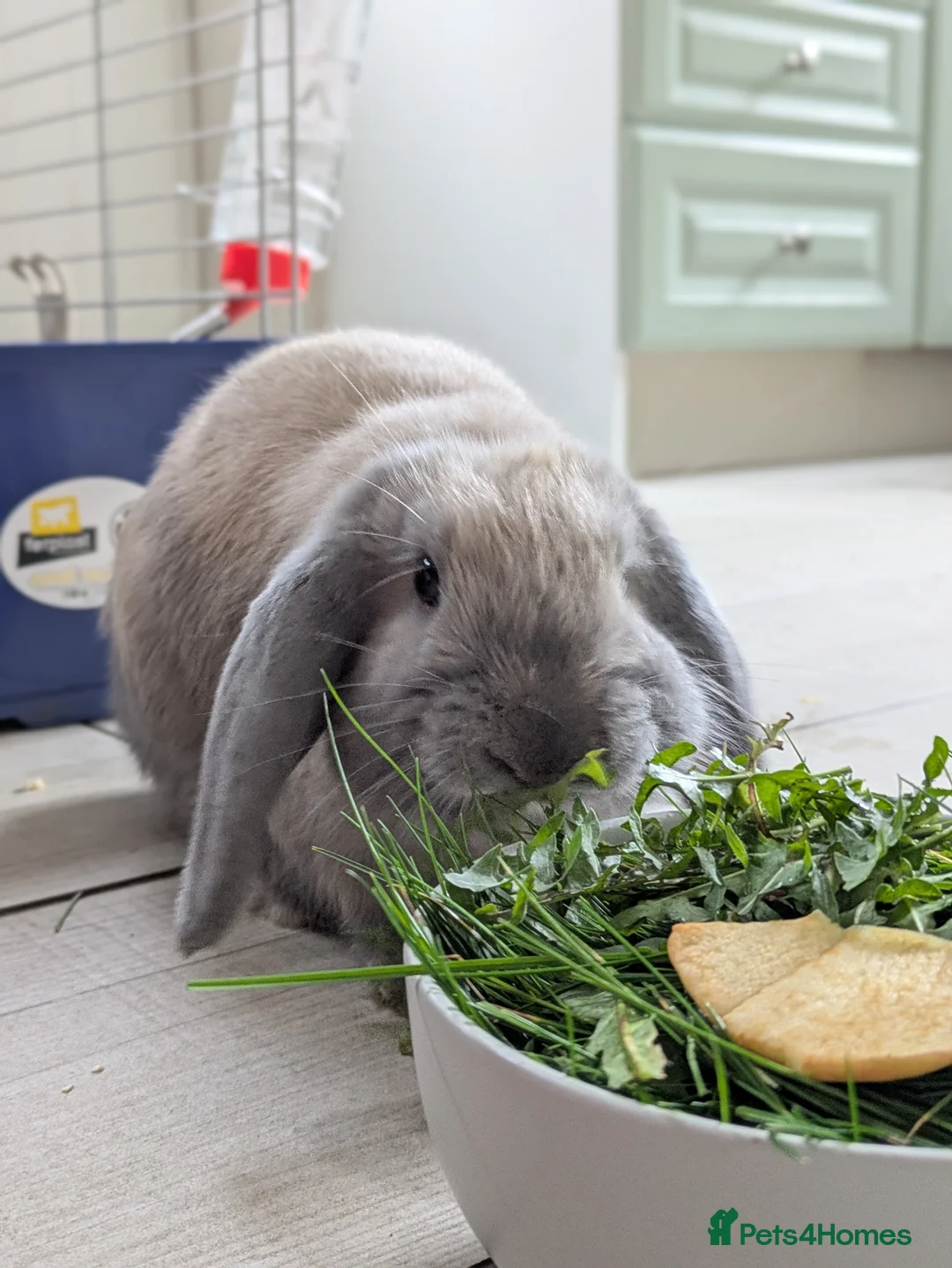 Mini Lop rabbits for sale: Beautiful Friendly Mini Lops - Advert 5