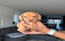 Dachshund dogs for sale: Miniature Dachshund Litter - Image 6