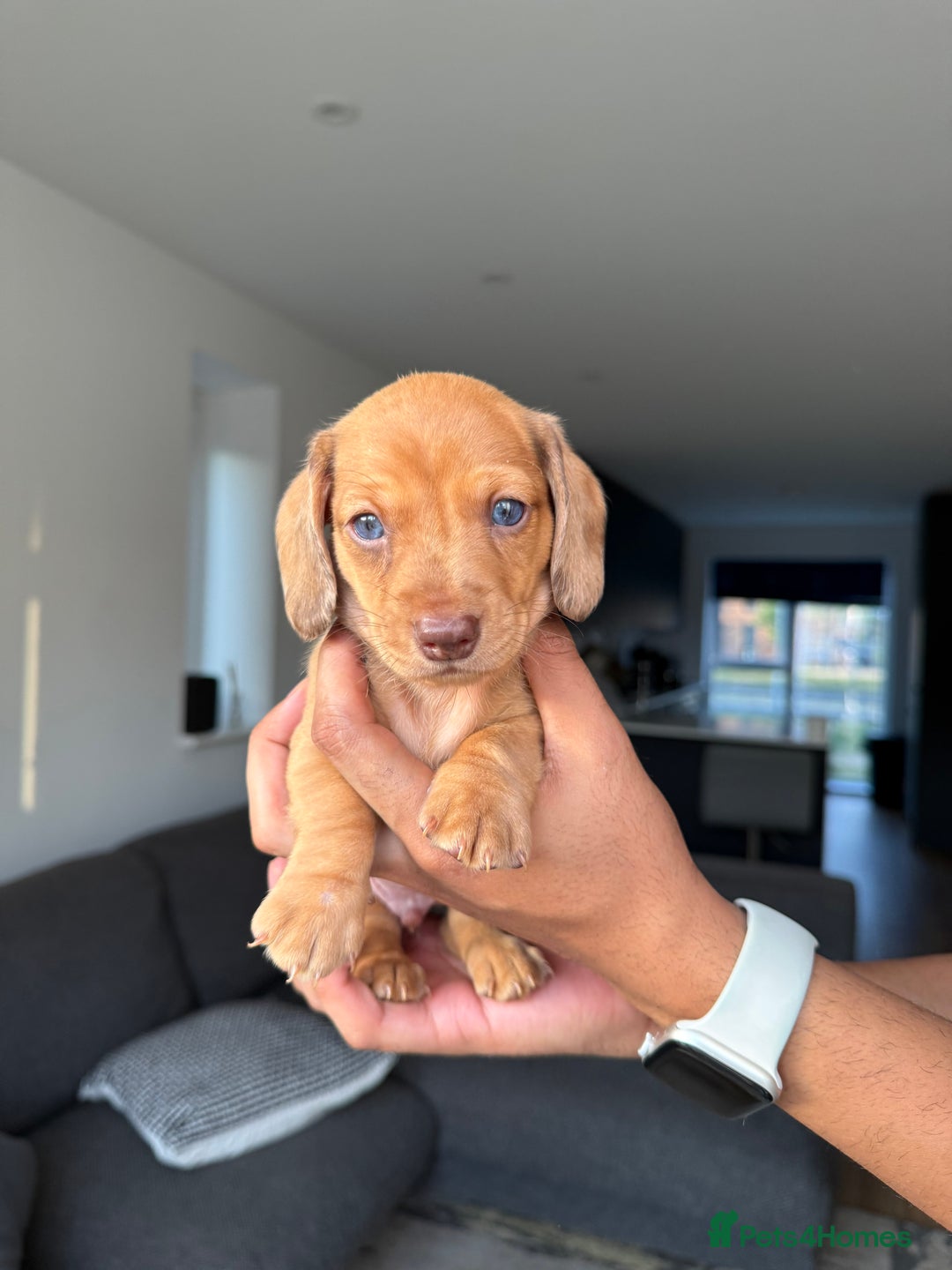 Dachshund dogs for sale: Miniature Dachshund Litter - Image 6