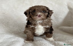 Goldendoodle dogs for sale: Beautiful litter of Goldendoodles  - Image 4
