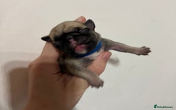 Pug dogs for sale: Pug puppies for sale  - Image 5