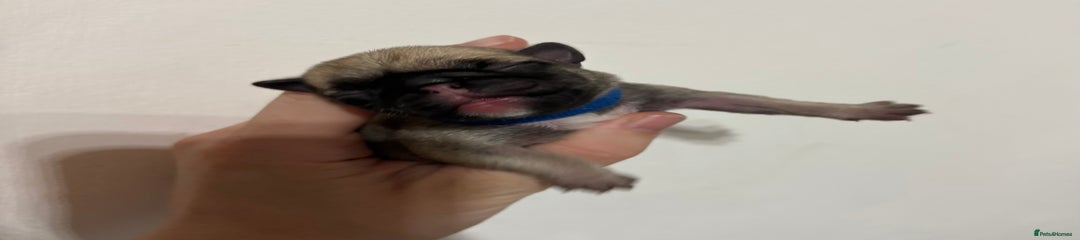Pug Puppy 3
