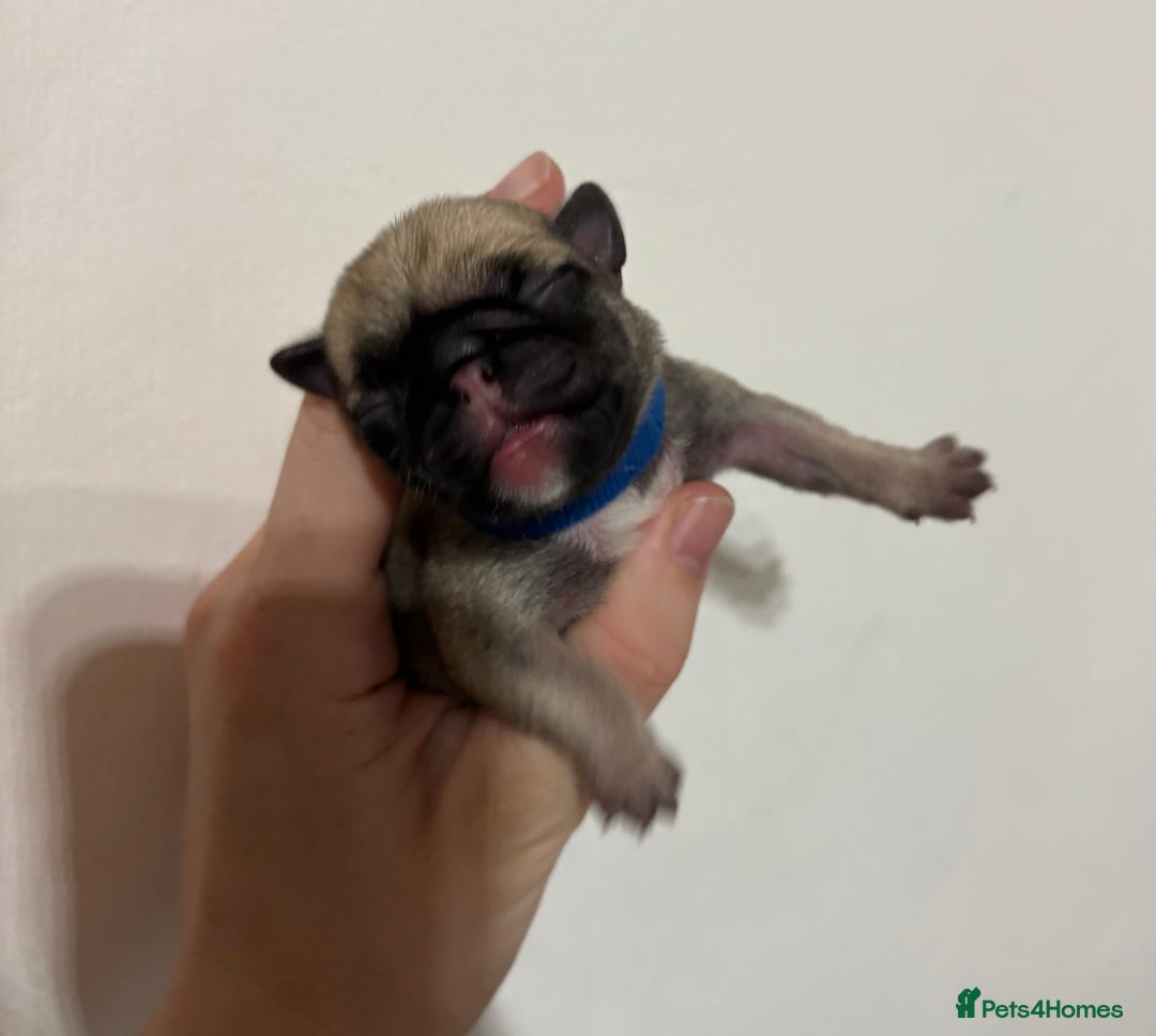 Pug dogs for sale: Pug puppies for sale  - Image 5