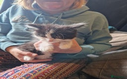 Mixed Breed cats for sale: Kittens - Image 14