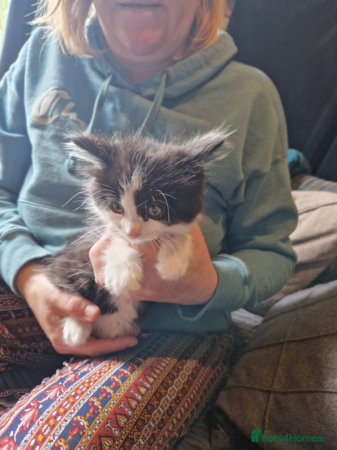 Mixed Breed cats for sale: Kittens - Image 14