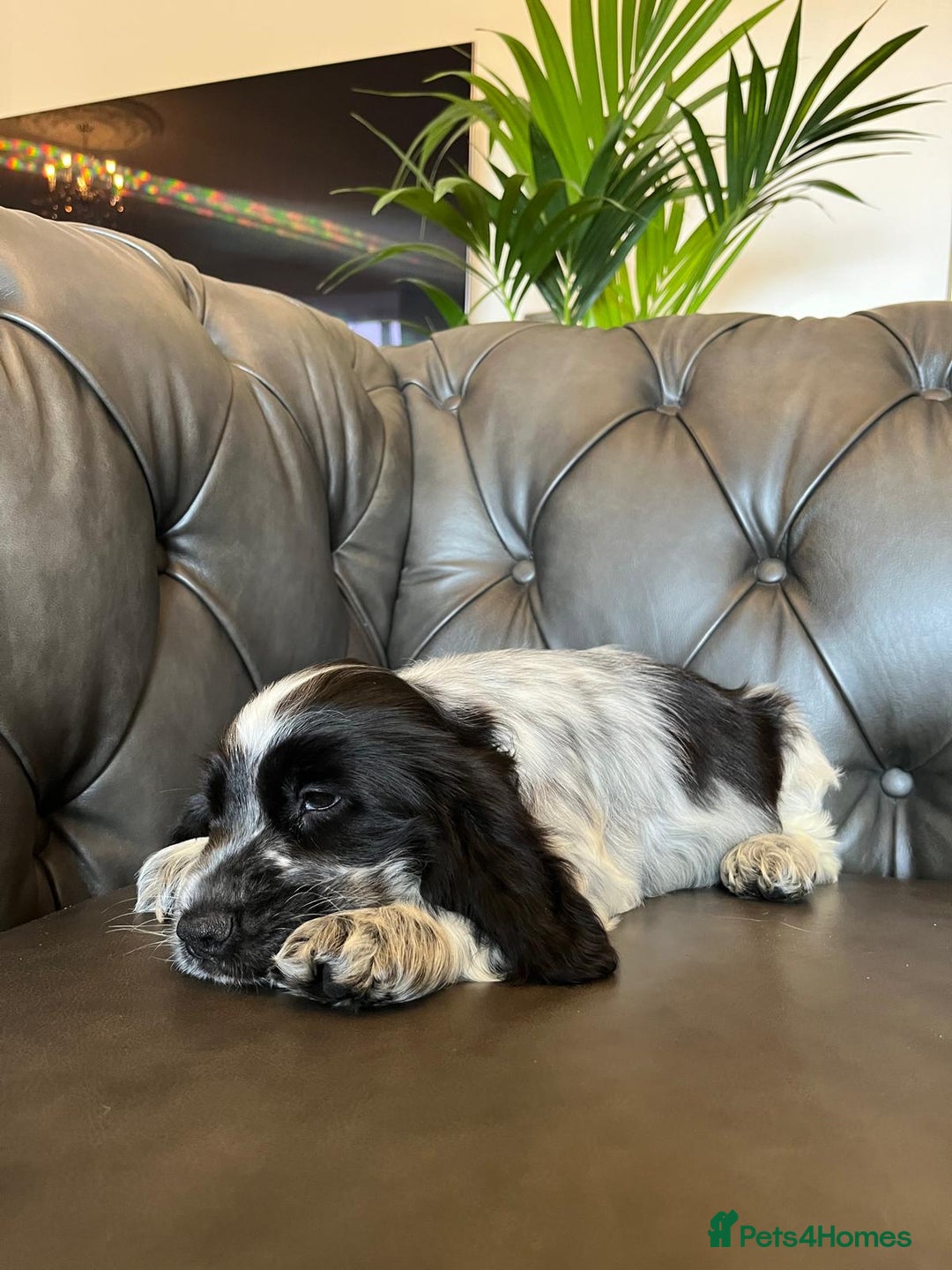 Cocker Spaniel dogs for sale: Cocker Spaniel puppies (IKC registered) - Image 8