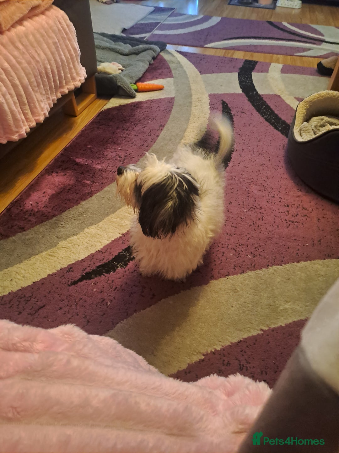 Mixed Breed dogs for sale: Bichon lady -A gorgeous and obedient lady (Fufy) - Advert 5