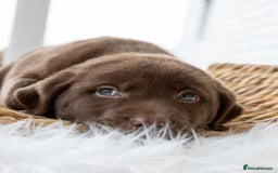 Labrador Retriever dogs for sale: Chocolate Labrador puppies  - Advert 9