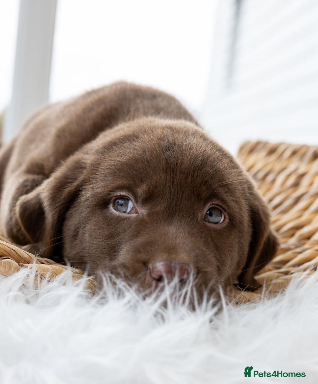 Labrador Retriever dogs for sale: Chocolate Labrador puppies  - Advert 9