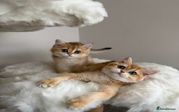 British Shorthair cats for sale: British Shorthair Golden Lilac kittens  - Image 4