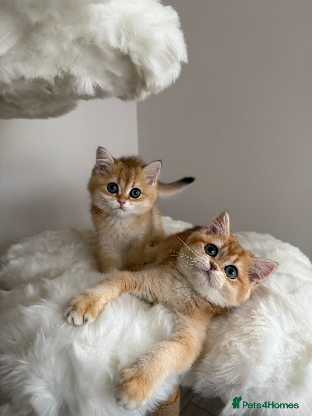 British Shorthair cats for sale: British Shorthair Golden Lilac kittens  - Image 4
