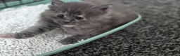 Maine Coon cats for sale: Stunning maine coon full pedigree kittens - Advert 8