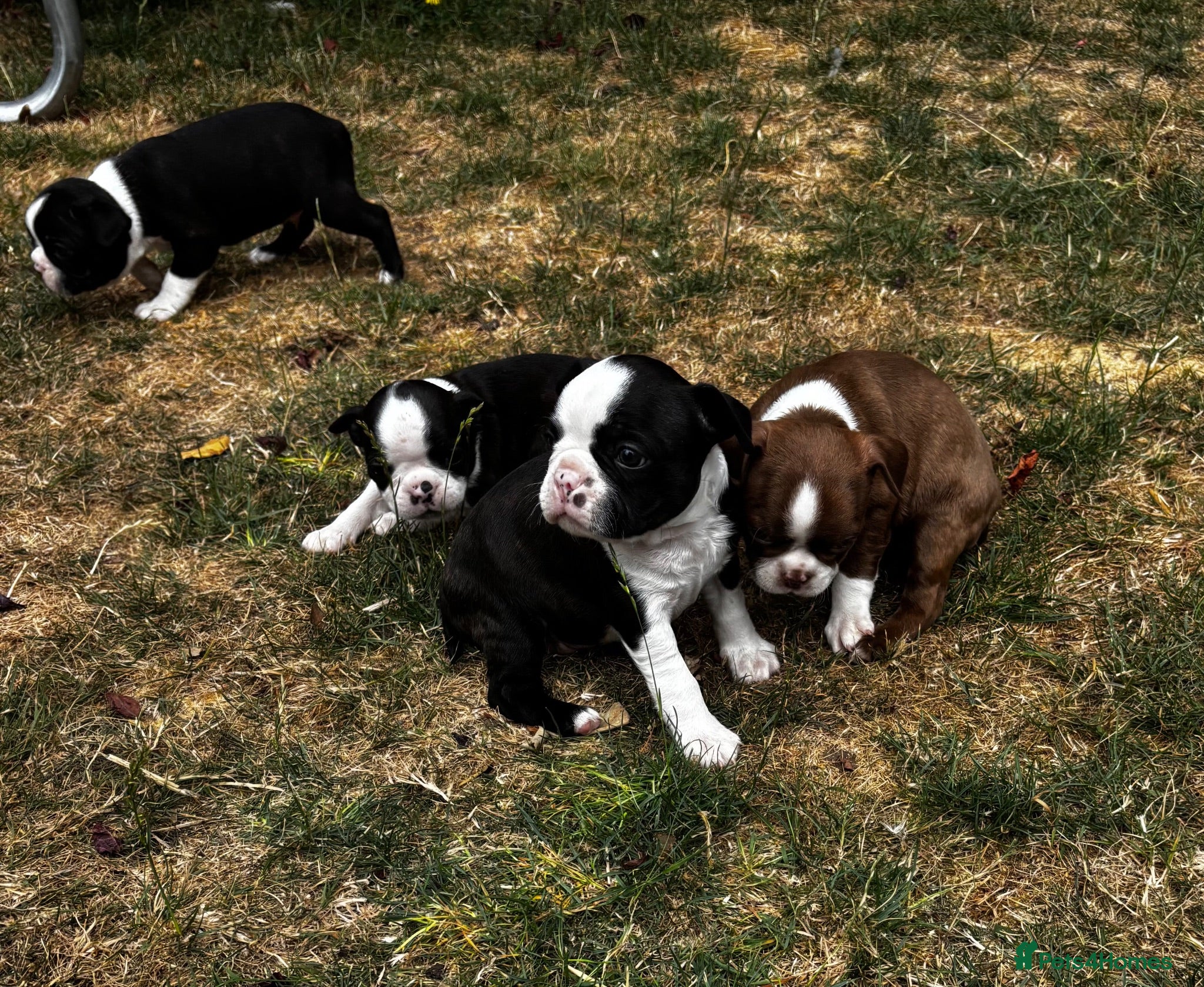 Boston Terrier dogs Stunning litter of Boston terrier puppies  - Advert 1