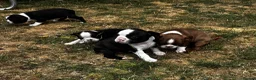 Boston Terrier dogs for sale: Stunning litter of Boston terrier puppies  - Advert 10
