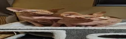 Sphynx cats for sale: Two sphynx boys for adoption in Dunstable - Advert 4