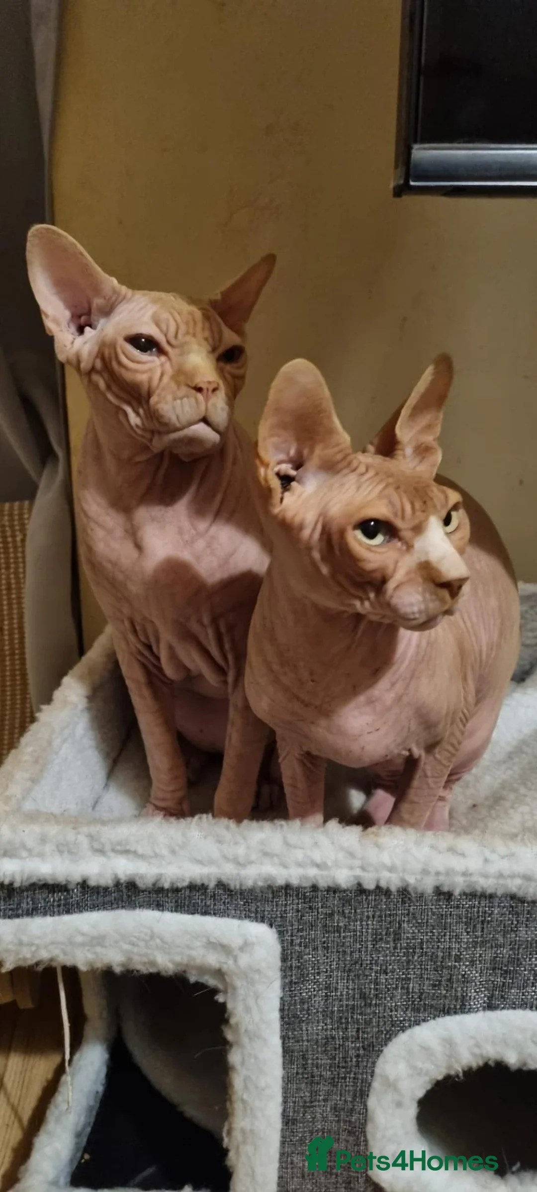 Sphynx cats for sale: Two sphynx boys for adoption in Dunstable - Advert 4
