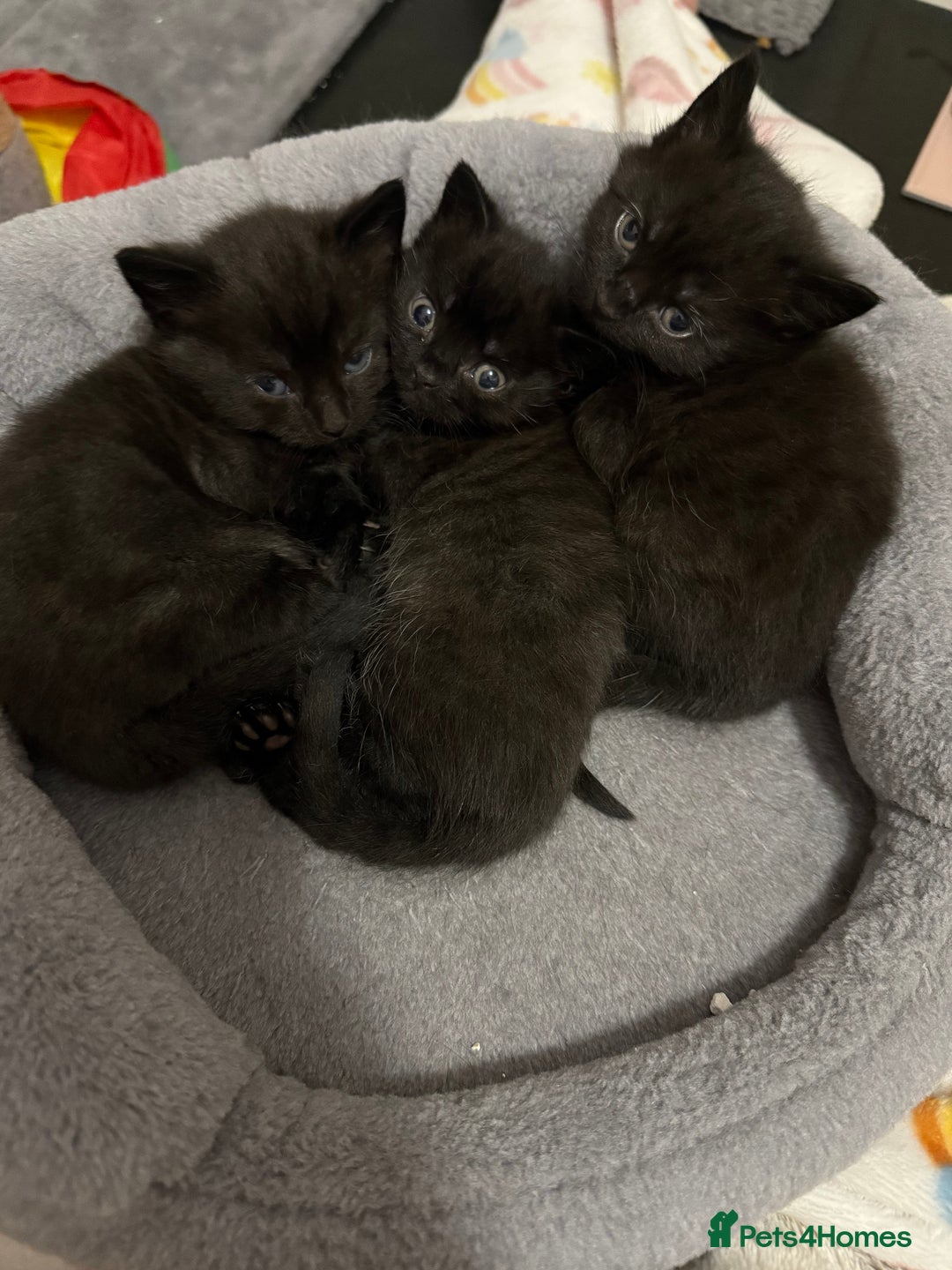 Mixed Breed cats for sale: Kittens for sale in Hyde - Image 1