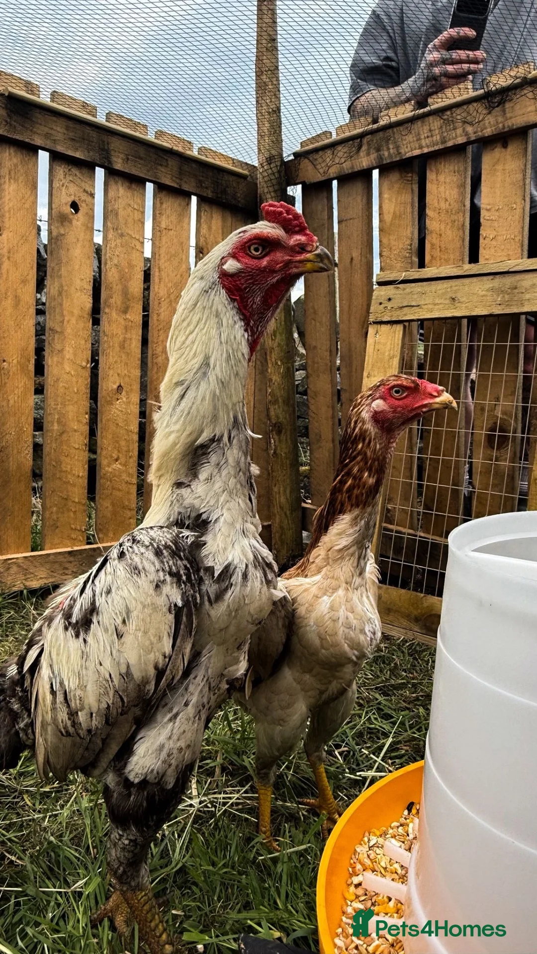 Chickens poultry for sale: Aseel x shamo  - Advert 5