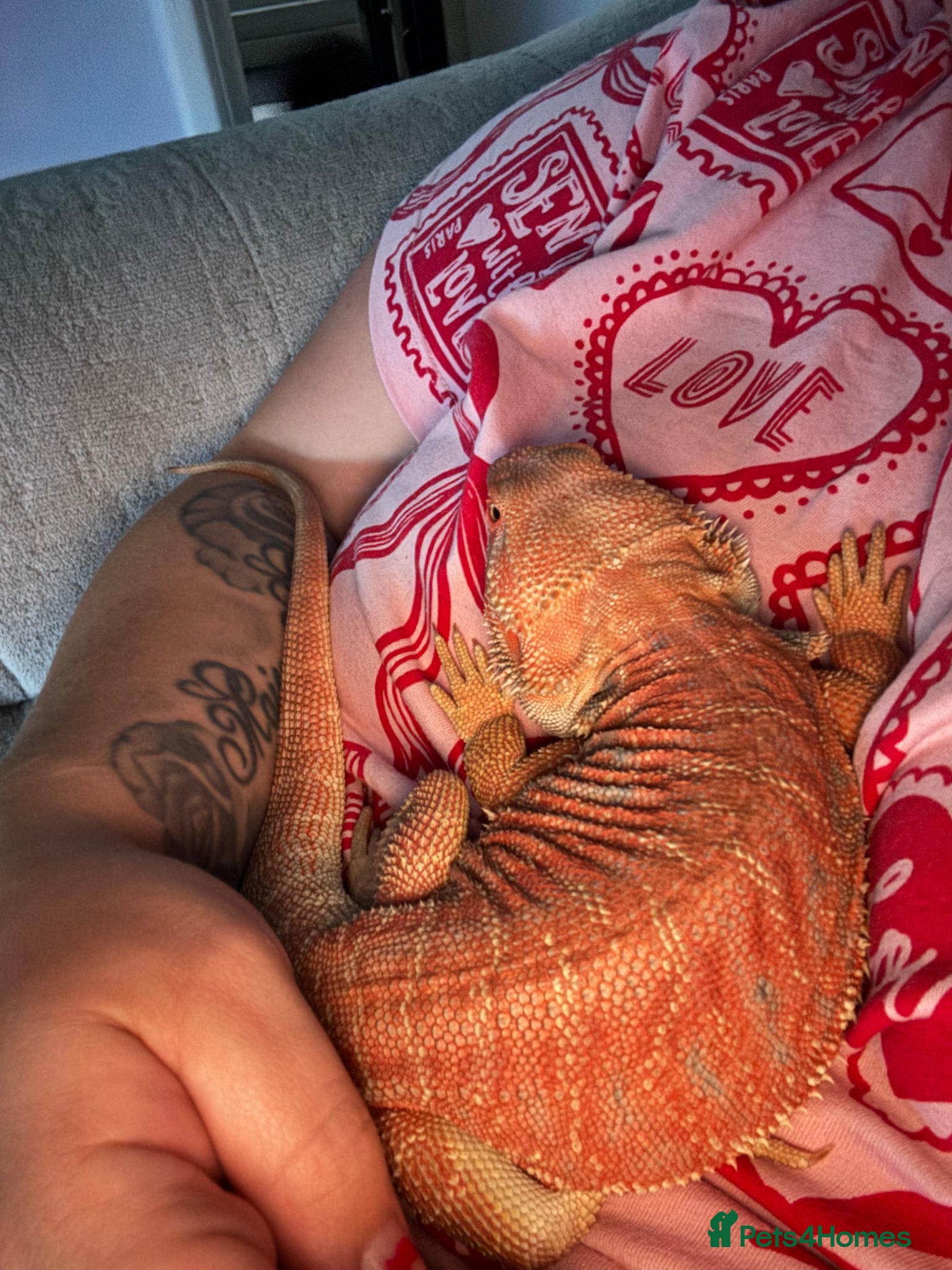 Bearded Dragon reptiles for sale: Friendly 8 Month Old Bearded Dragon - Full Setup - Advert 6