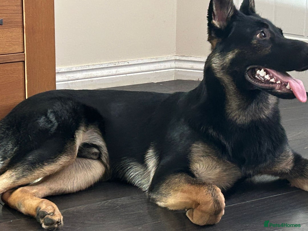 German Shepherd dogs for sale: GSD Puppy  - Image 2