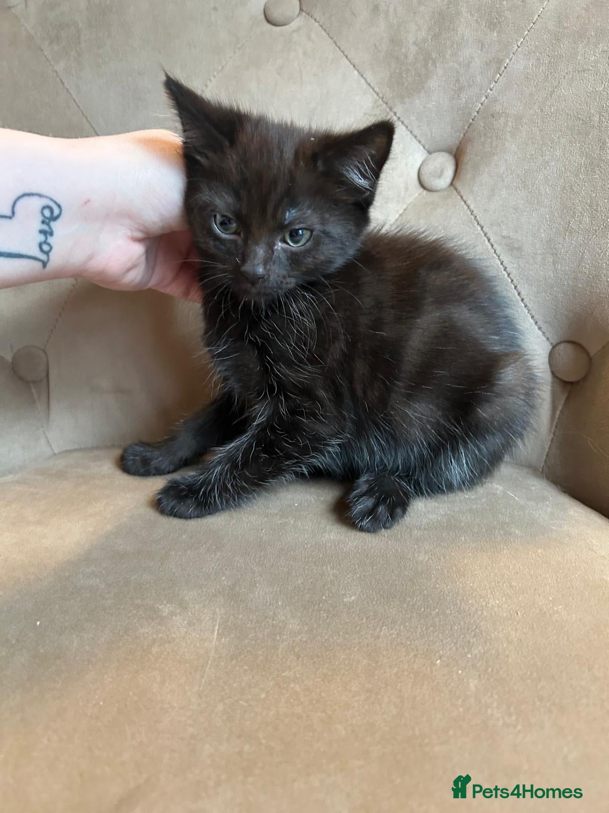 Mixed Breed cats British 4 Girls 2 Boys (only black girl left) - Advert 1