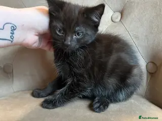 Mixed Breed cats British 4 Girls 2 Boys (only black girl left) - Advert 1