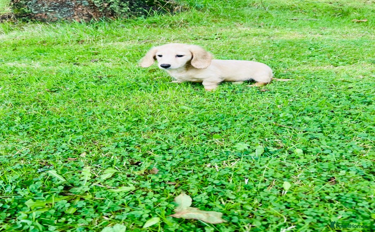 Miniature Dachshund dogs - Advert 4