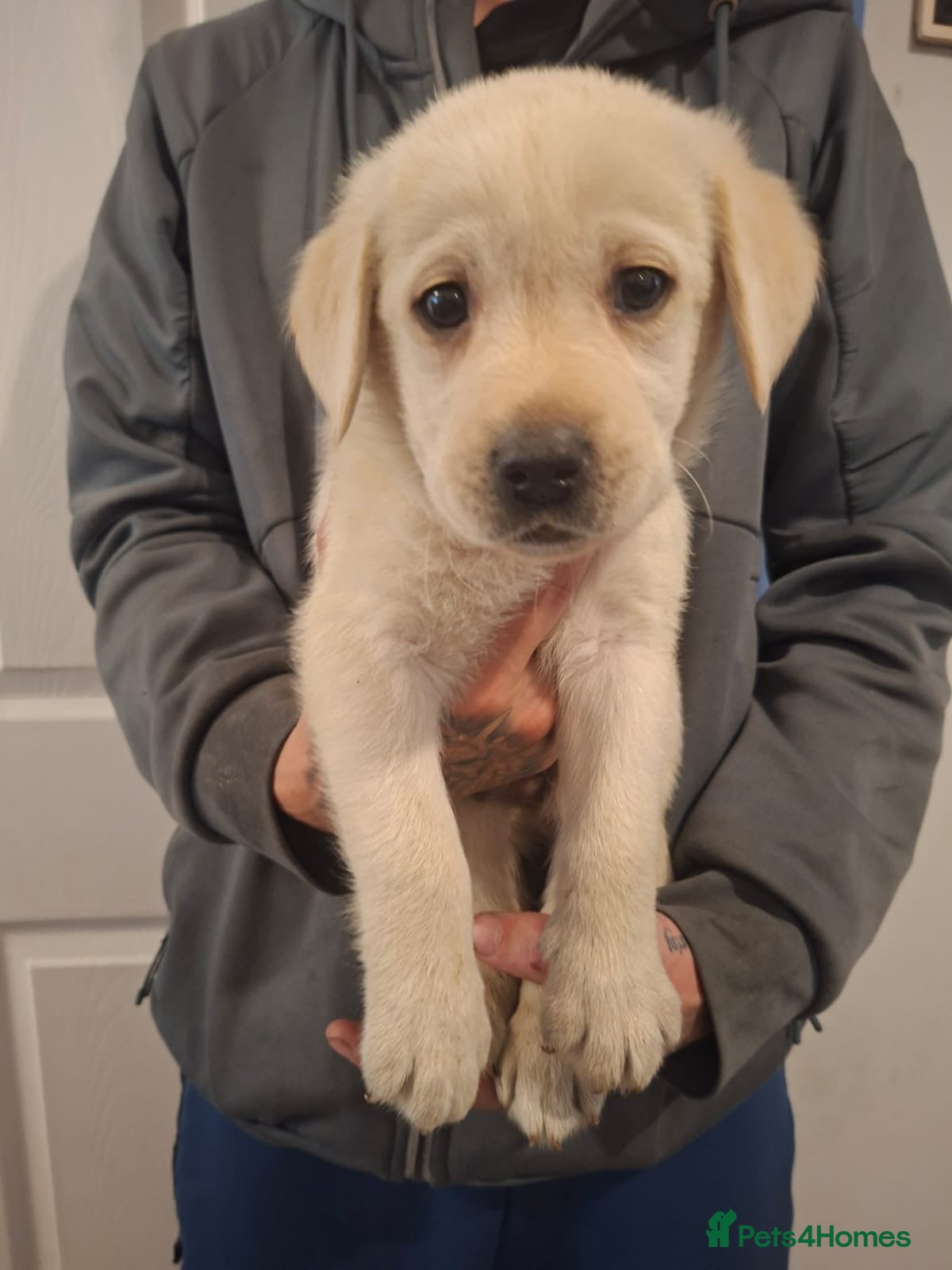 Labrador Retriever dogs for sale: White male Labrador puppy - Advert 1