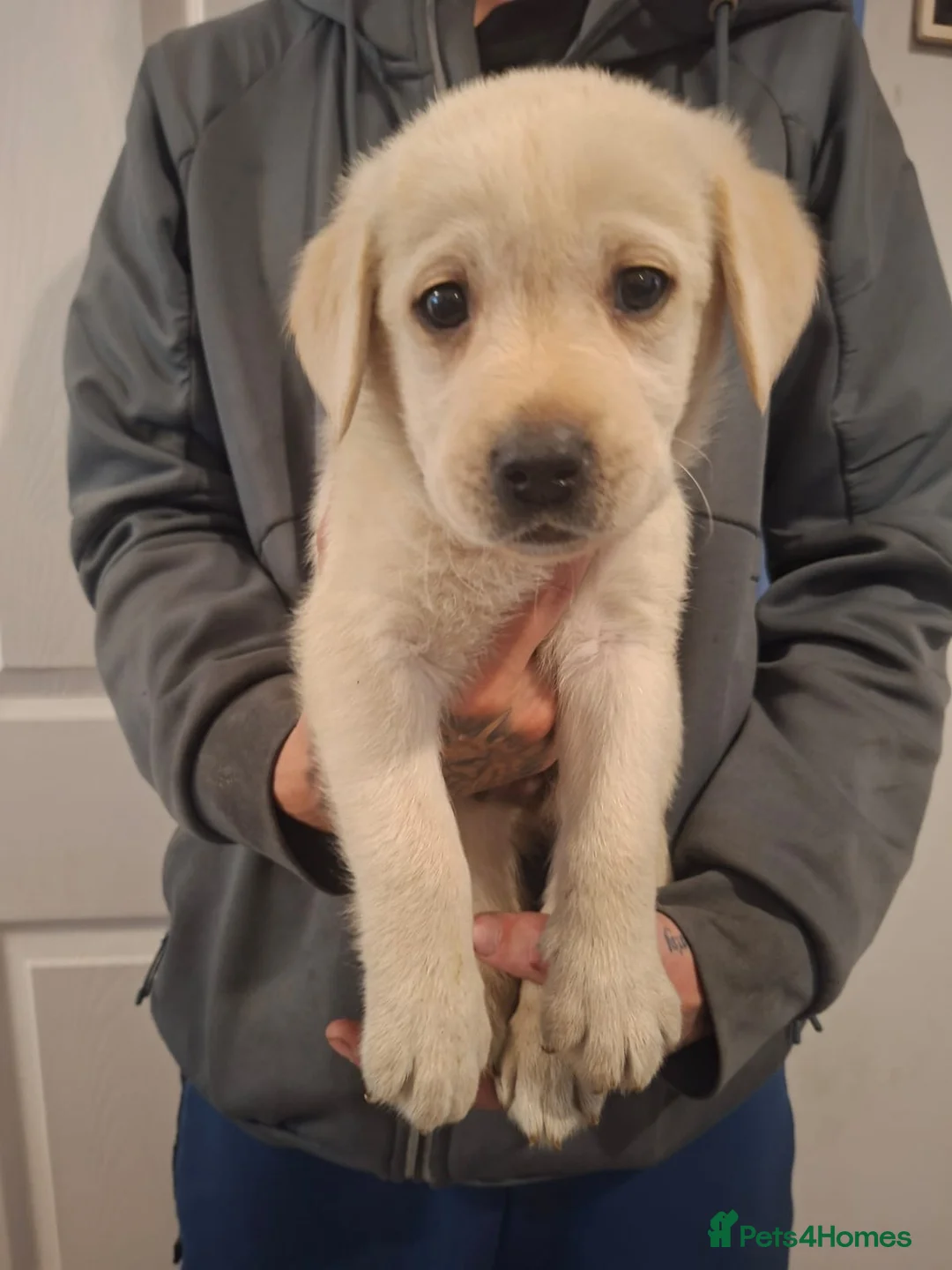 Labrador Retriever dogs for sale: White male Labrador puppy in Chesterfield - Advert 1