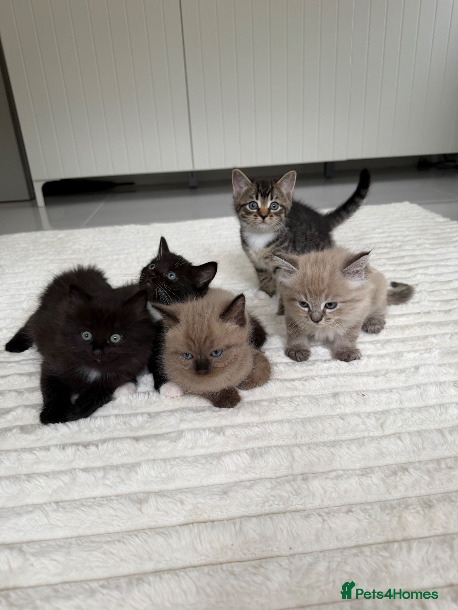 Ragdoll cats Ragdoll mix kittens  - Advert 1