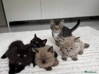 Ragdoll cats Ragdoll mix kittens - Advert 6
