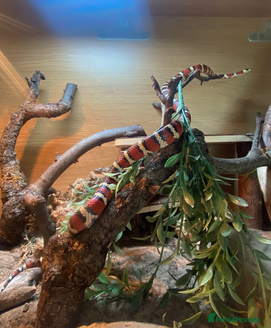 King Snake reptiles for sale: Arizona Mountain Kingsnake and full set up - Advert 3