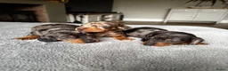 Miniature Dachshund dogs for sale: Wonderful litter of miniature dachshunds  - Advert 7