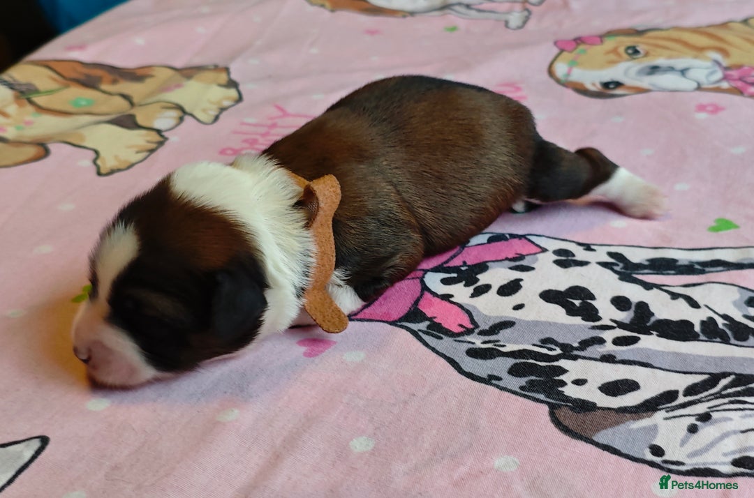Tibetan Terrier dogs for sale: KC Tibetan Terrier Puppies For Sale😀 - Image 5