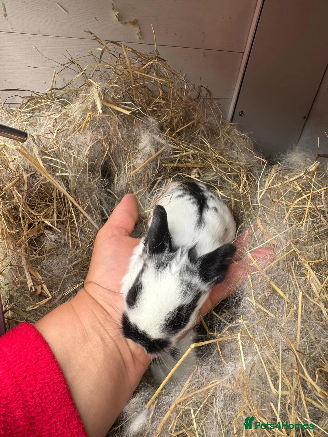 Mixed Breed rabbits for sale: Beautiful bunnies in Luton - Advert 5