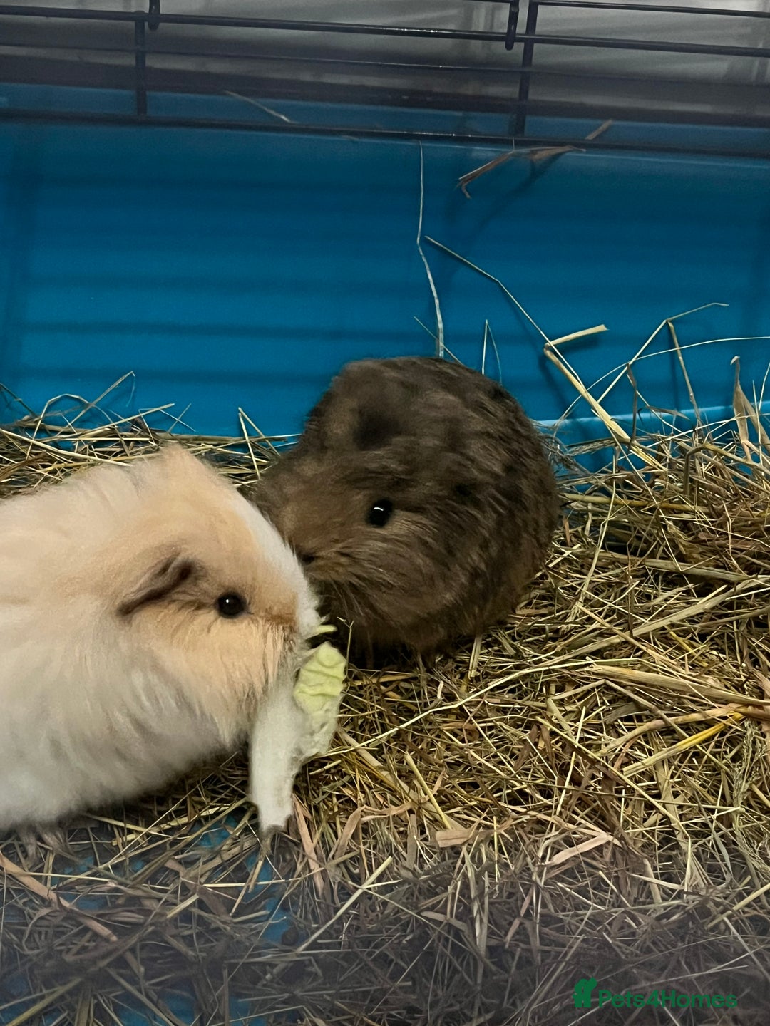 Guinea Pig rodents for sale: 3 male guinea pigs  - Advert 1