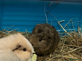 Guinea Pig rodents 3 male guinea pigs - Advert 3