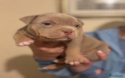 American Bully dogs for sale: Beautiful litter of pocket bullies  - Image 2