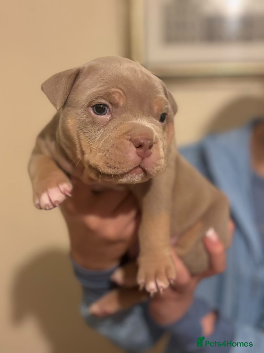 American Bully dogs for sale: Beautiful litter of pocket bullies  - Image 2