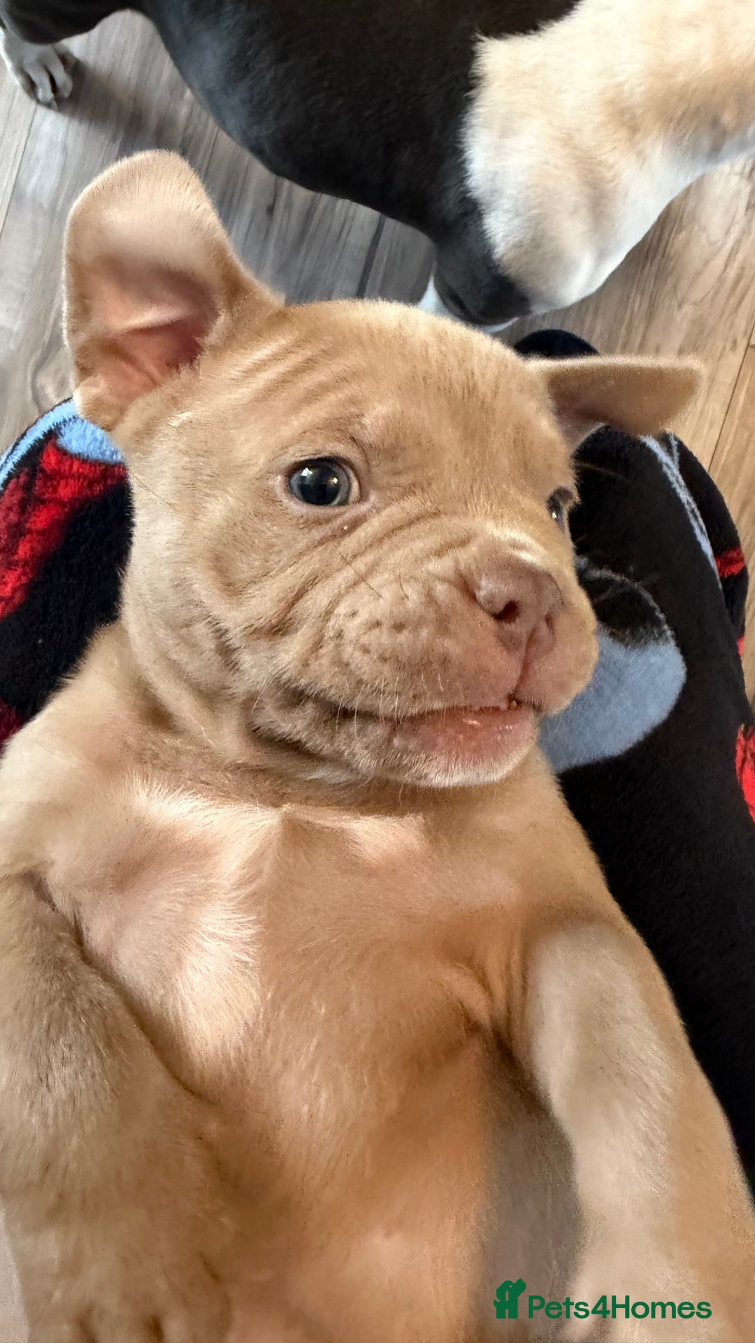 American Bully dogs for sale: American pocket bully 11weeks old  - Advert 4