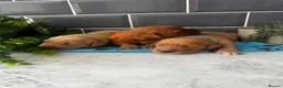 Golden Retriever dogs for sale: 5 exceptional golden retrievers  - Advert 7