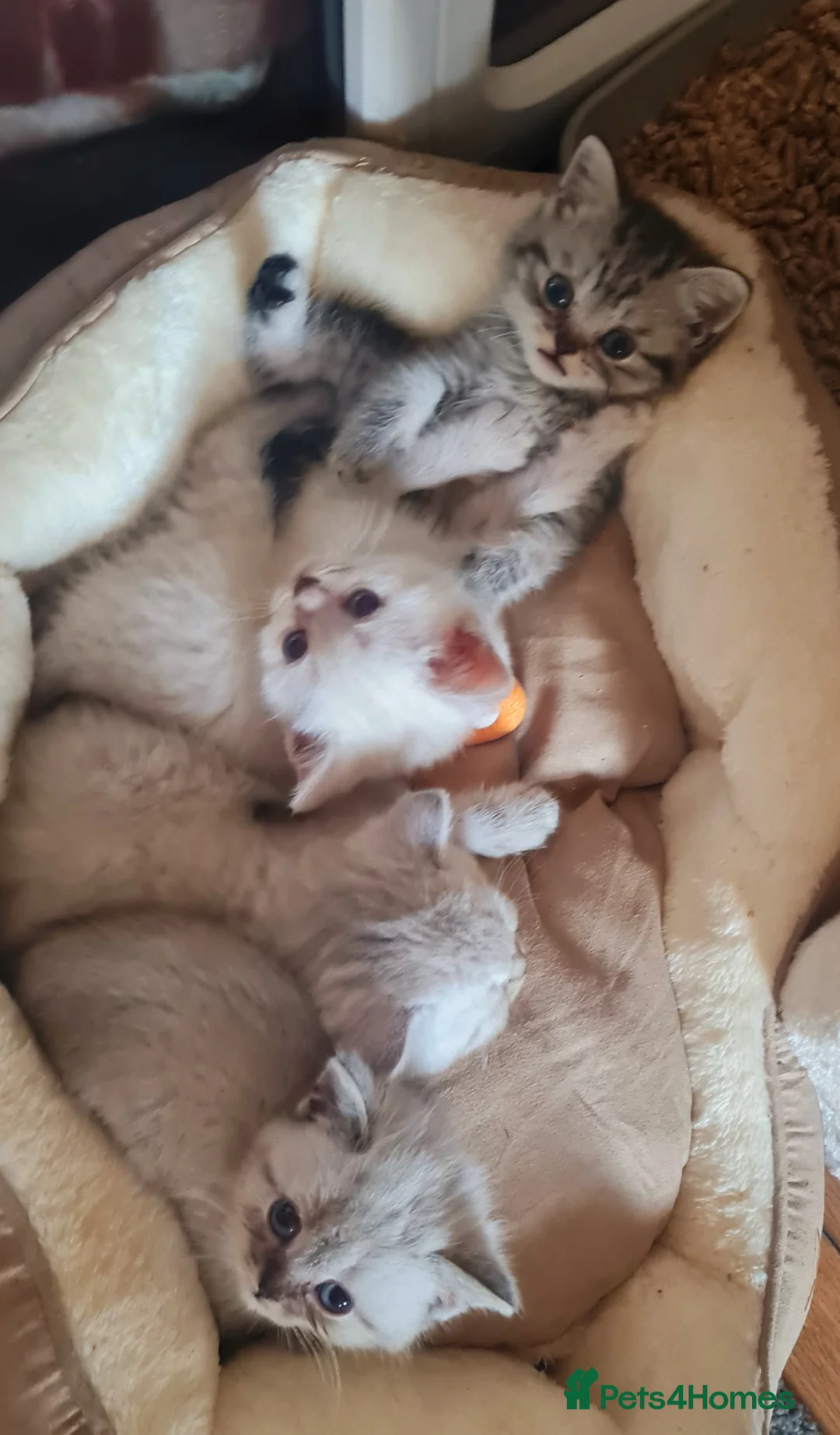 British Shorthair cats for sale: Stunning British Shorthair kittens - Advert 2
