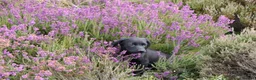 Springador dogs for sale: F1 springadors .  in Thirsk - Advert 7