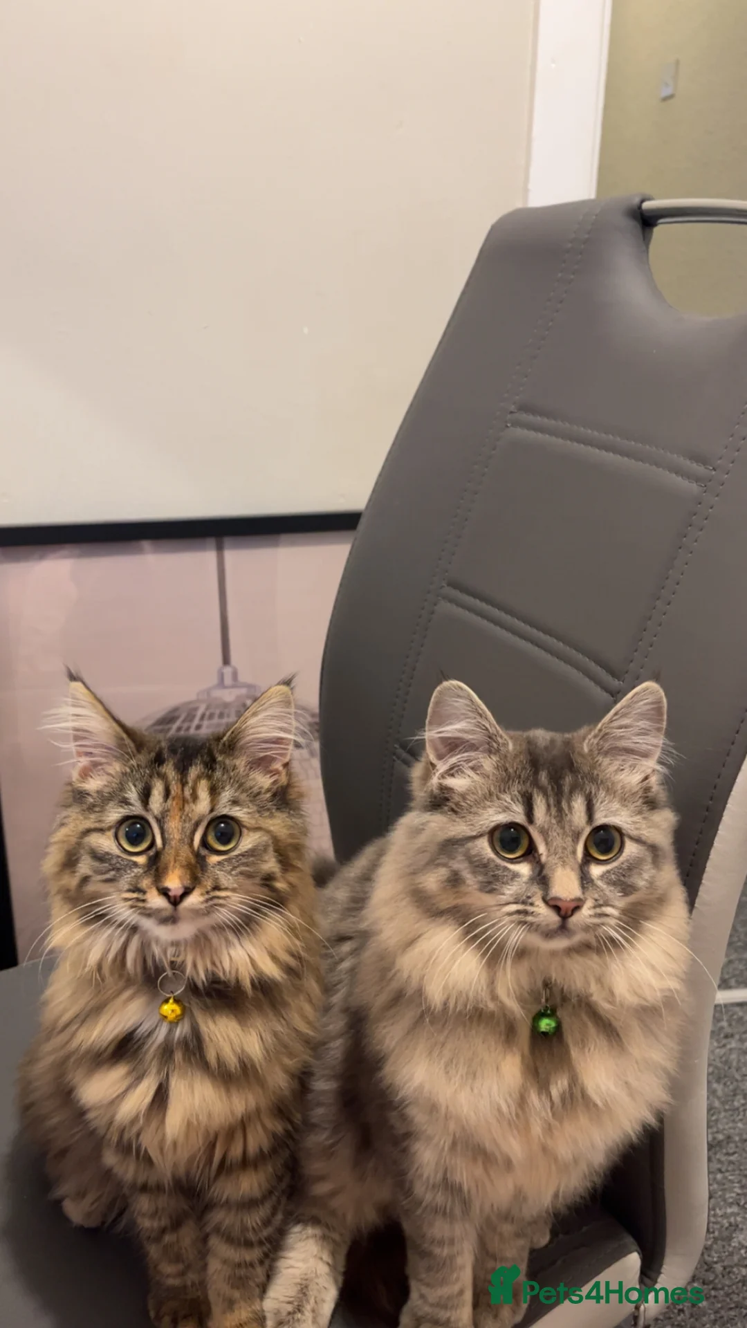 Ragdoll cats for sale: Brother and Sister Ragdoll X in Brigg - Advert 2