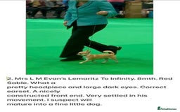 Chihuahua dogs for sale: KC Reg Crufts Qualified Smoothcoat little Boy  - Image 6