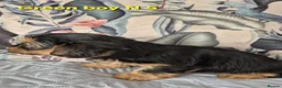Mixed Breed dogs for sale: Ready now Yorkshire/Biewier terriers puppy's  - Advert 4