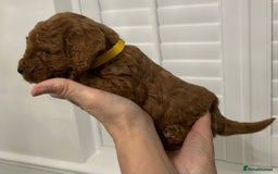 Cockapoo dogs for sale: F1B Cockapoo red  Puppies - Image 6