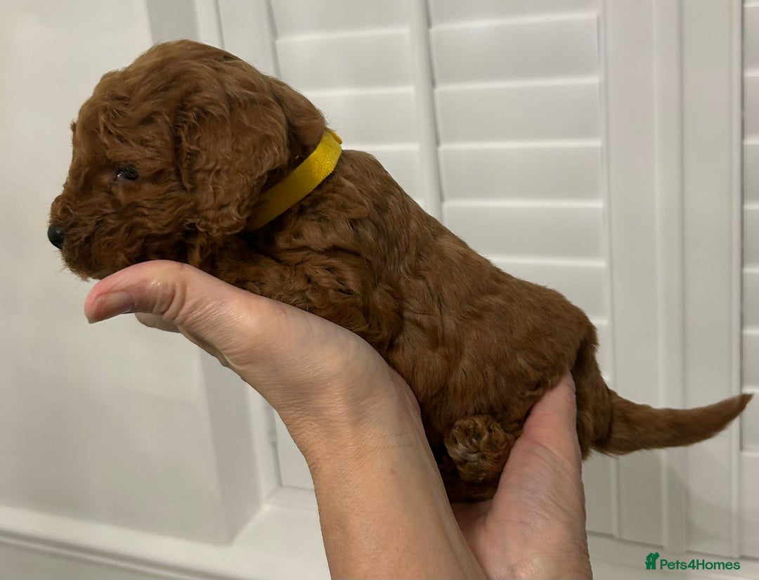 Cockapoo dogs for sale: F1B Cockapoo red  Puppies - Image 6