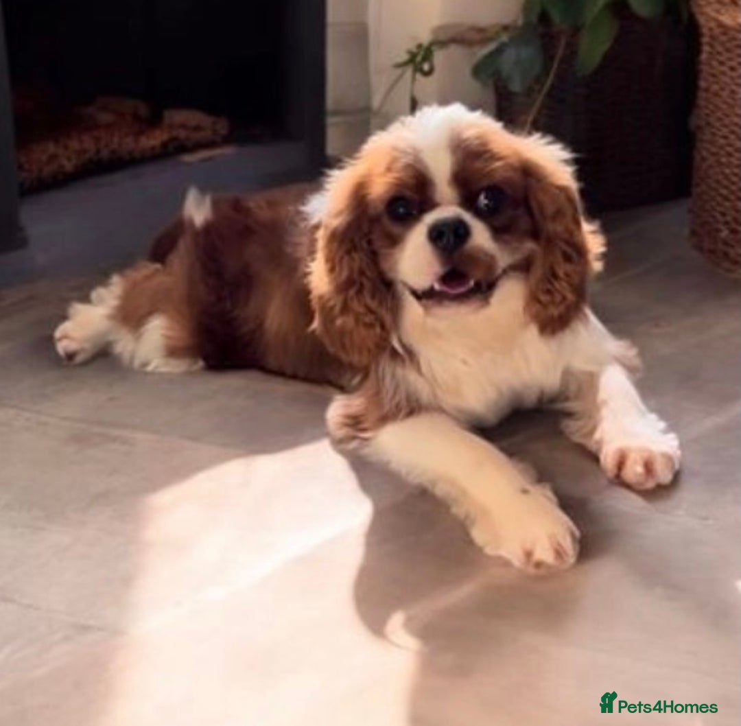 Cavapoo dogs for sale: DNA CLEAR & BVA HEART/EYES CERTS CAVAPOO - Image 5