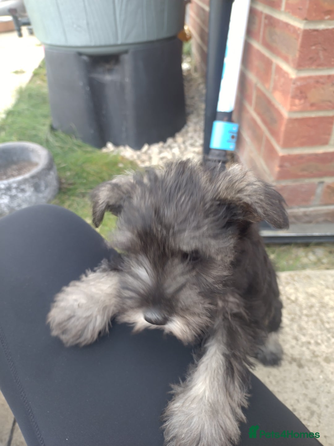 Miniature Schnauzer dogs for sale: Adorable miniature schnauzers ❤️❤️🏡  - Image 8